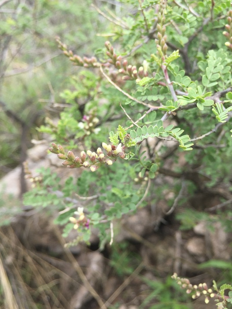 Spiny Kidneywood