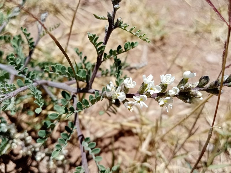 Spiny Kidneywood photo 2