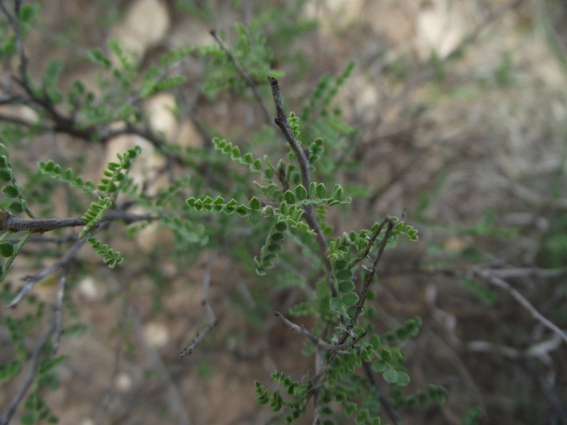 Spiny Kidneywood photo 3