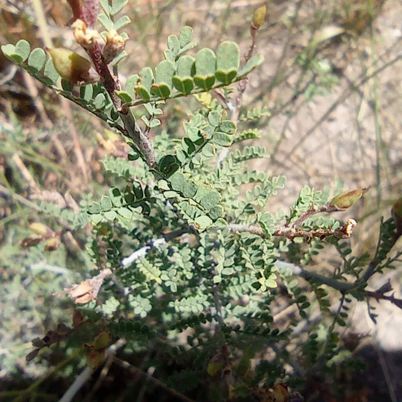 Spiny Kidneywood photo 5