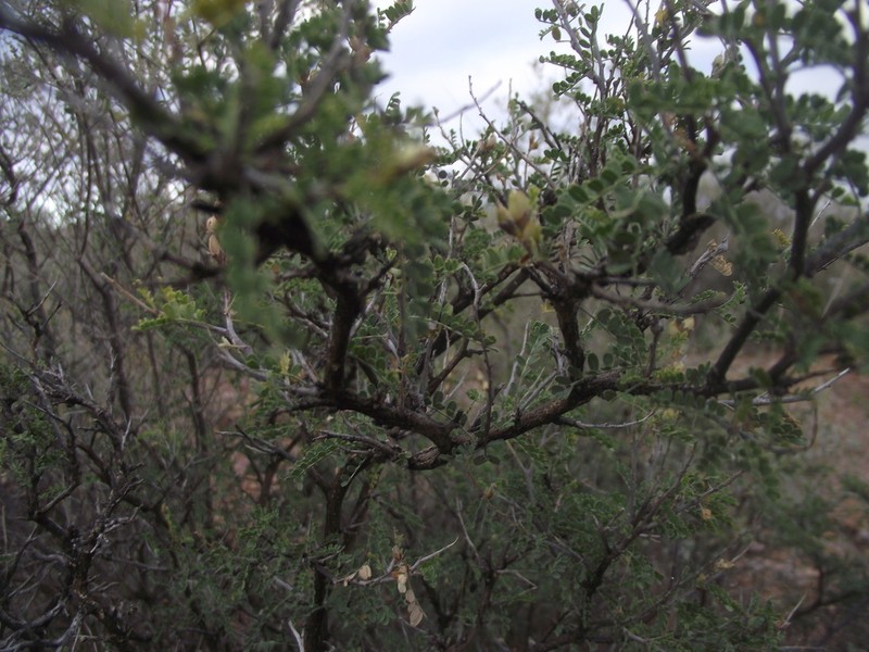 Spiny Kidneywood photo 6