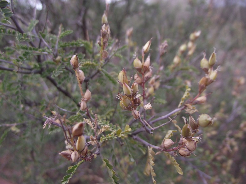 Spiny Kidneywood photo 7