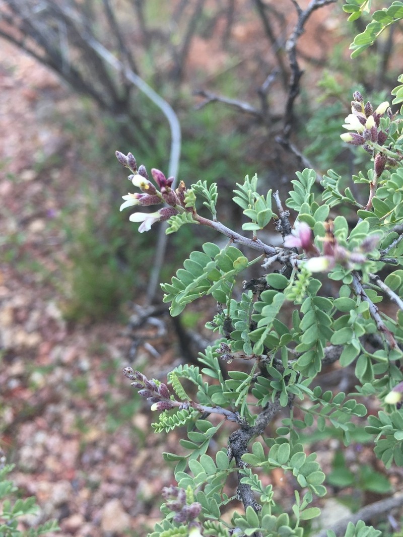 Spiny Kidneywood photo 8