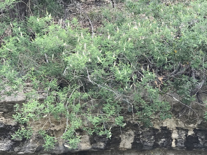 Texas Kidneywood