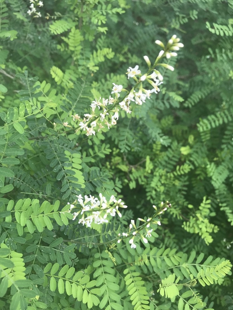 Texas Kidneywood photo 2