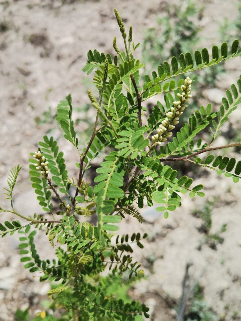 Texas Kidneywood photo 3