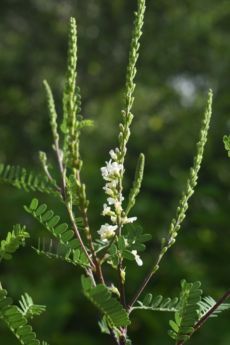 Texas Kidneywood photo 4