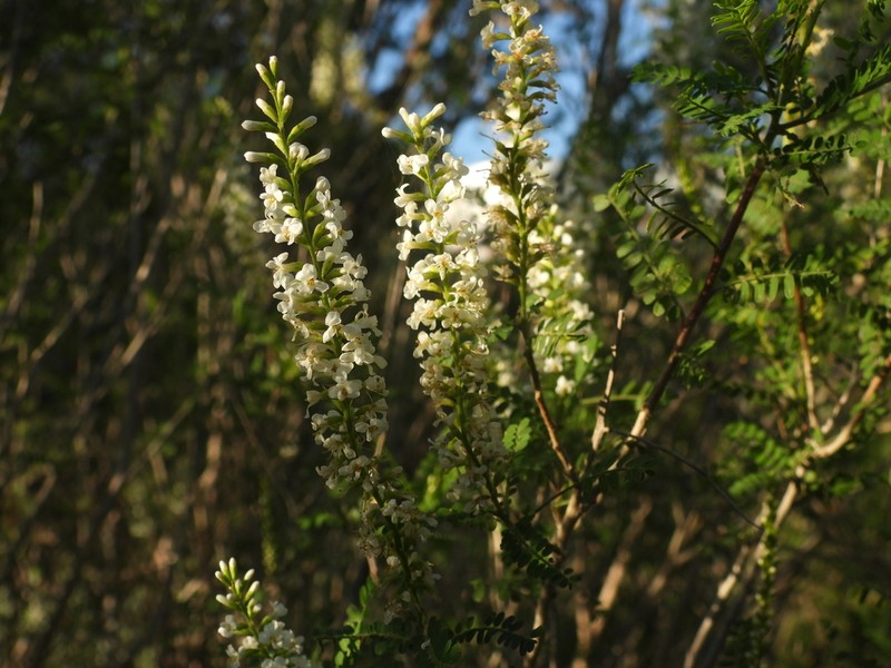 Texas Kidneywood photo 5