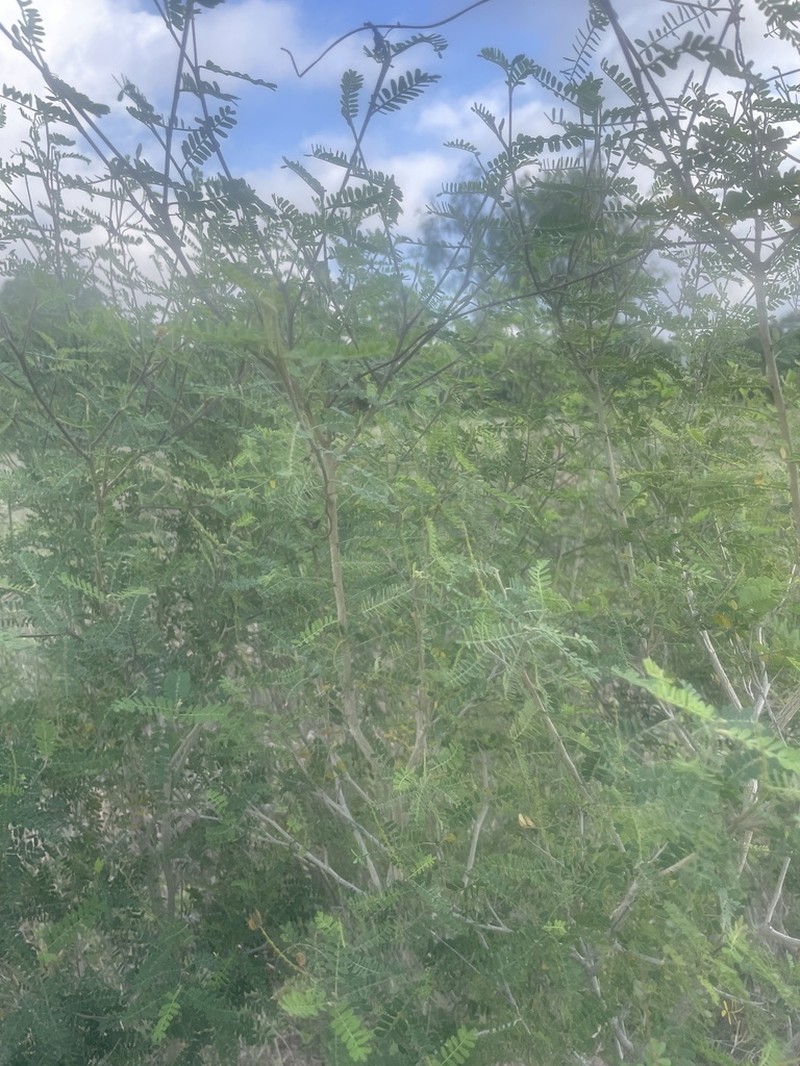 Texas Kidneywood photo 6