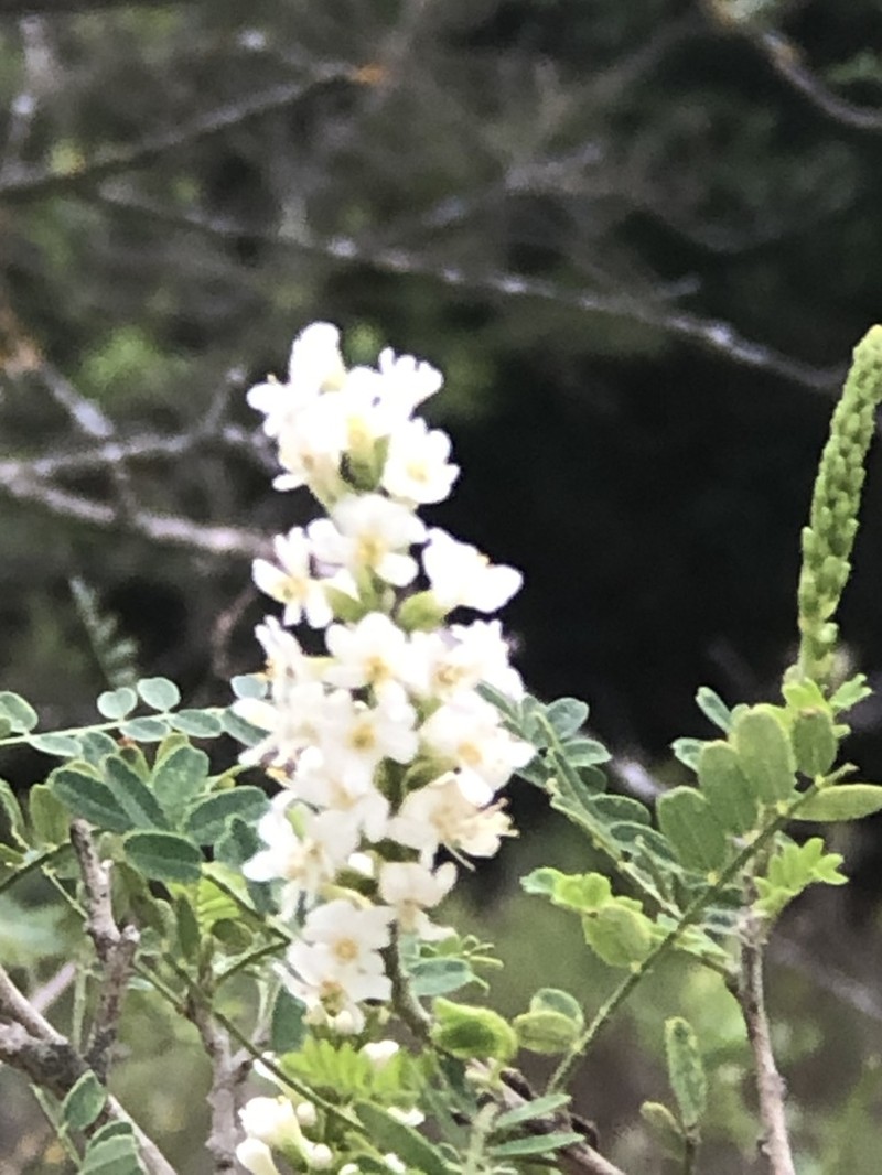 Texas Kidneywood photo 7