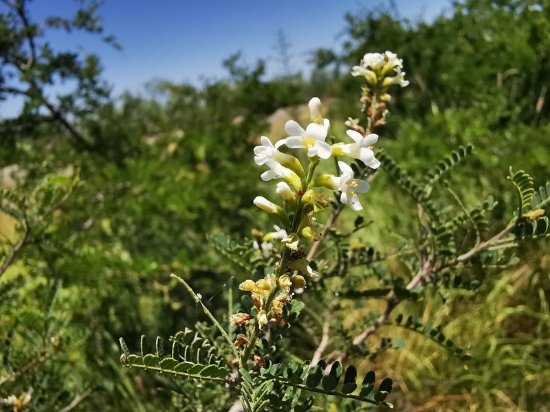 Texas Kidneywood photo 8