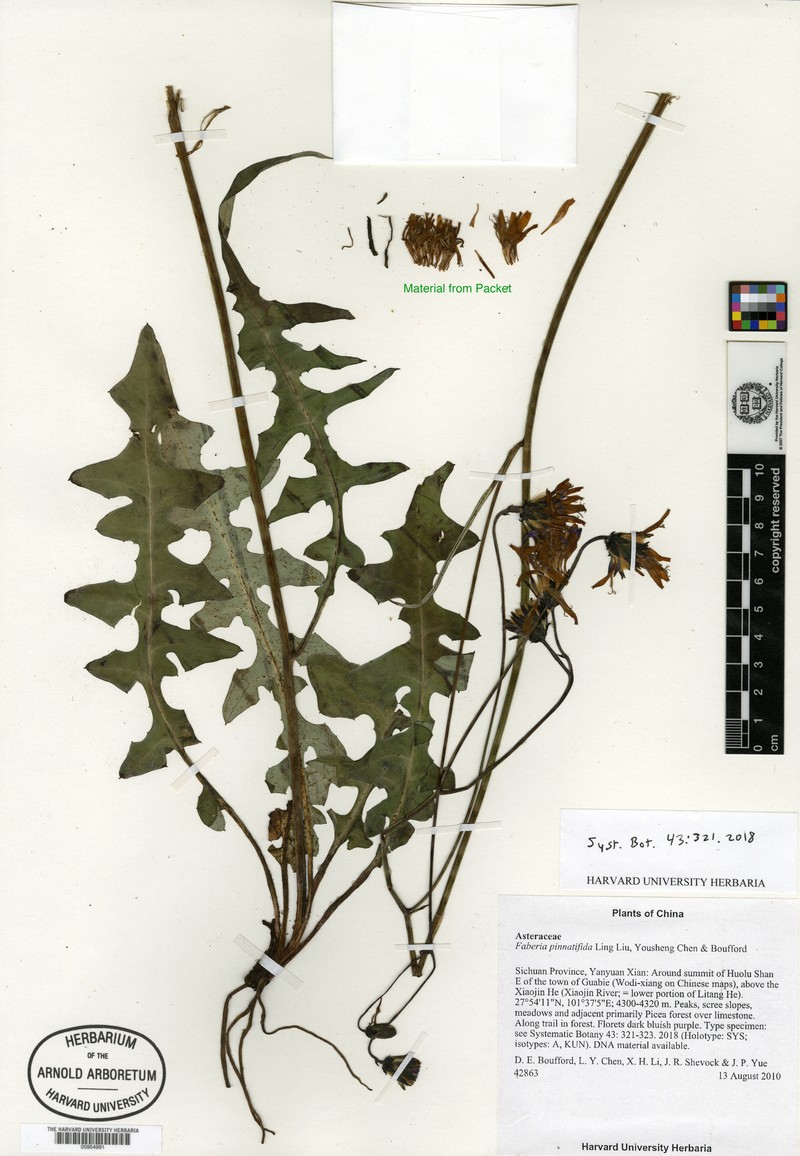 Faberia pinnatifida