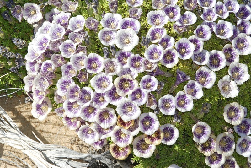 Fabiana australis