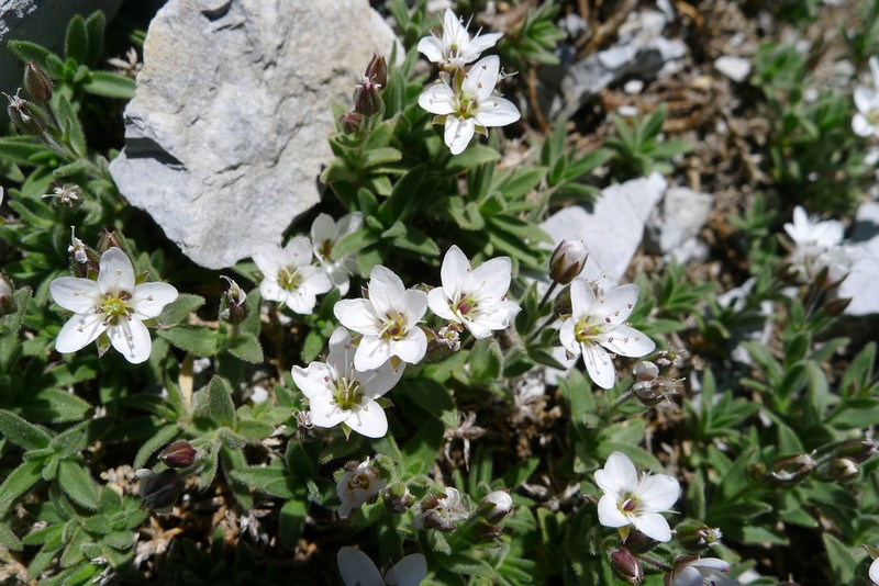 Facchinia cerastiifolia