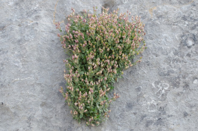Facchinia cerastiifolia photo 2