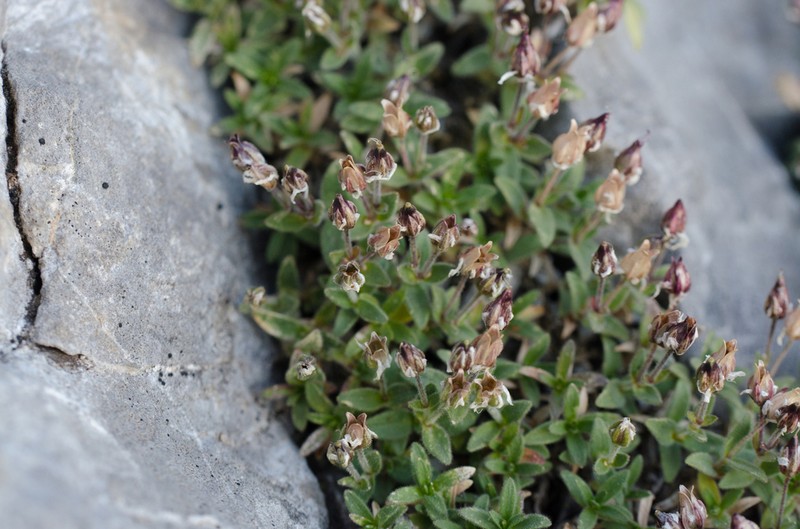 Facchinia cerastiifolia photo 5