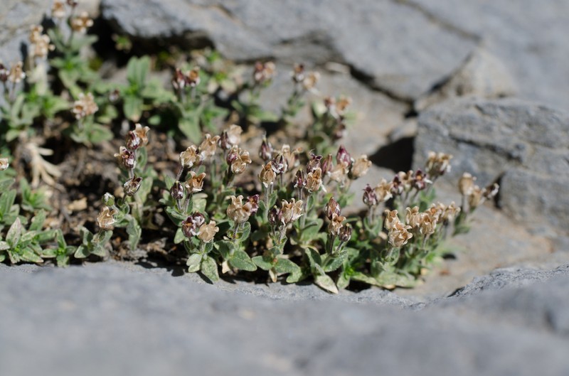 Facchinia cerastiifolia photo 6