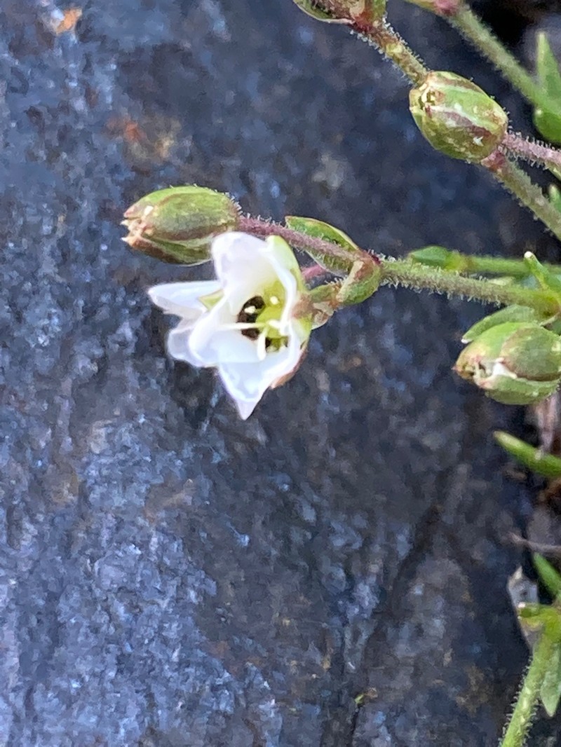 Facchinia cerastiifolia photo 7