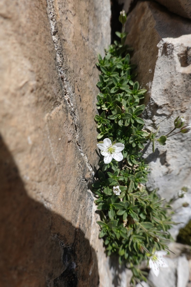 Facchinia cerastiifolia photo 8