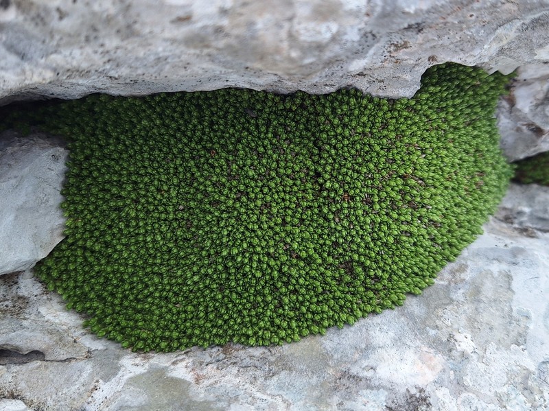 Facchinia cherleroides subsp. aretioides photo 2