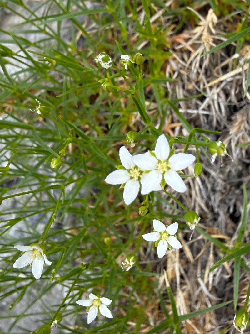 Facchinia grignensis