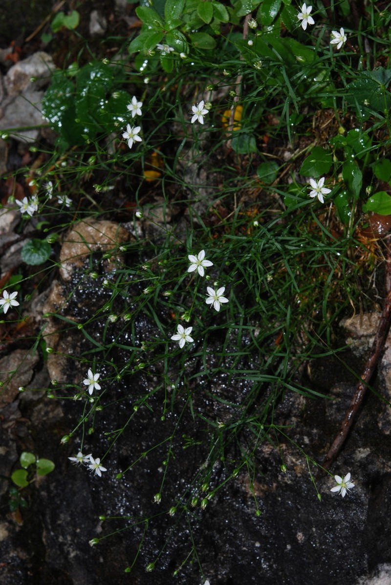 Facchinia grignensis photo 2
