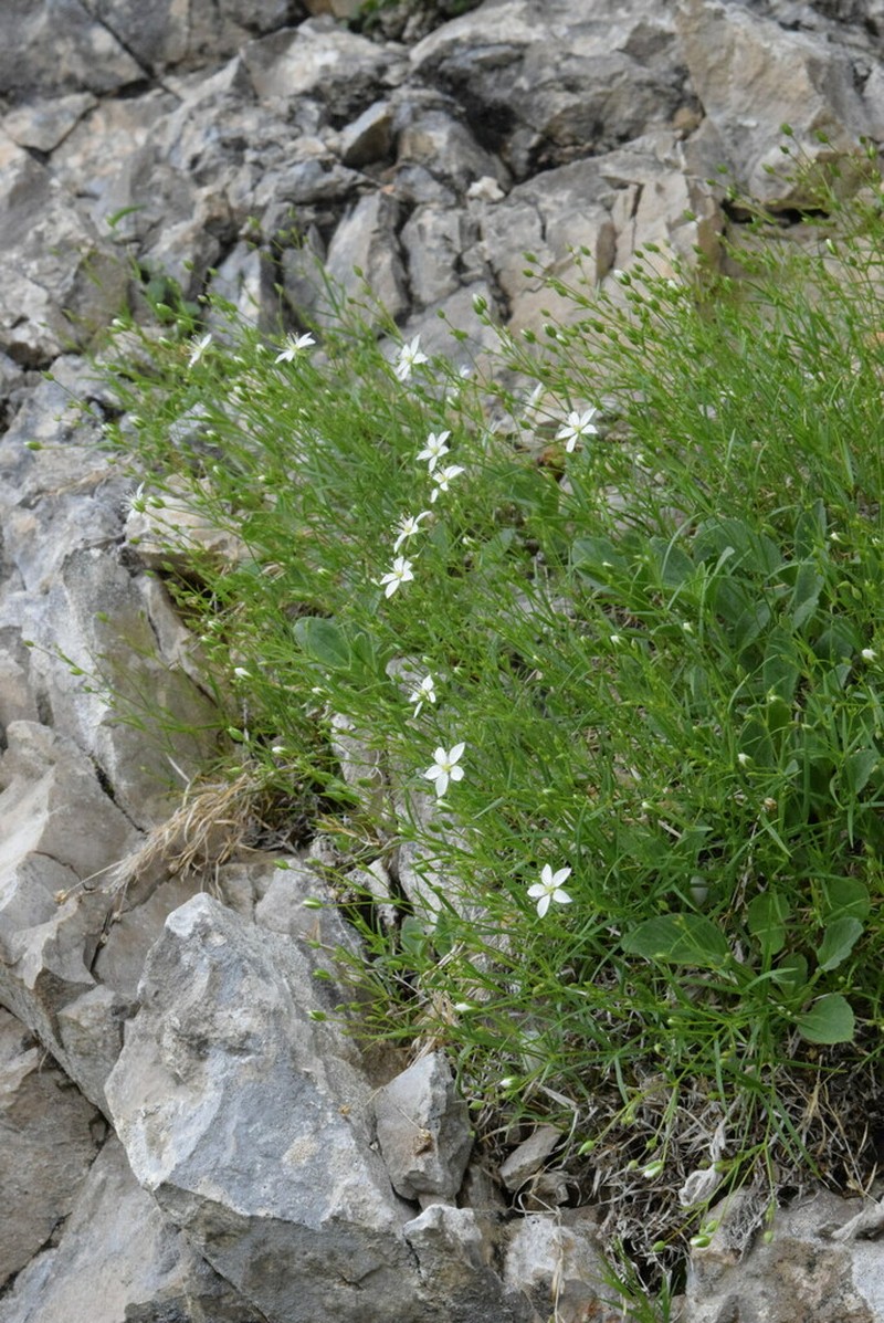 Facchinia grignensis photo 3