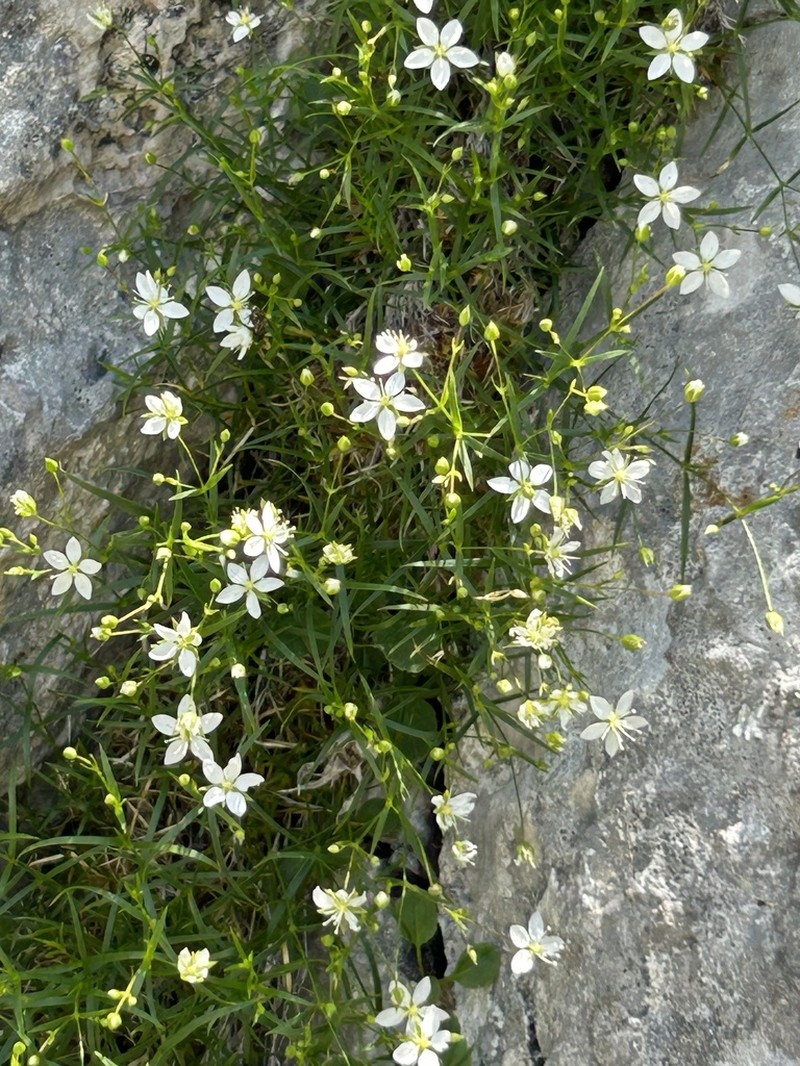 Facchinia grignensis photo 4