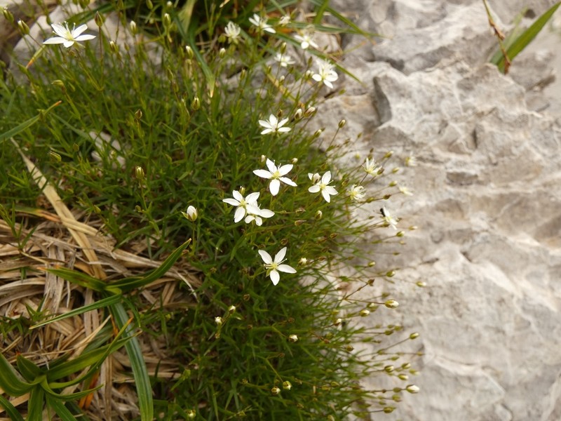 Facchinia grignensis photo 5