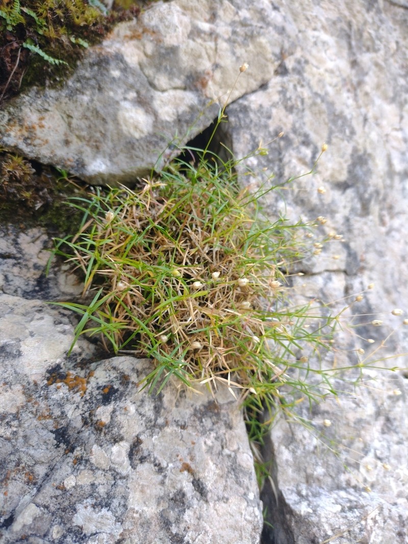 Facchinia grignensis photo 6