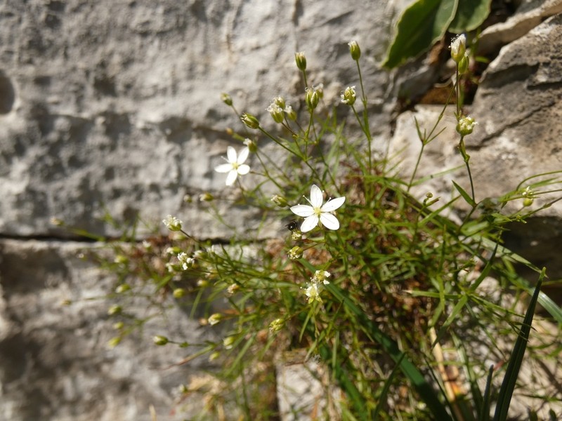 Facchinia grignensis photo 7