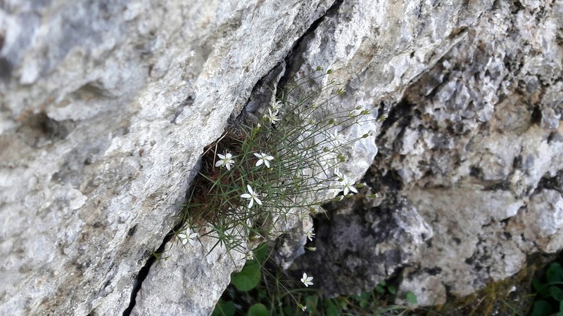 Facchinia grignensis photo 8