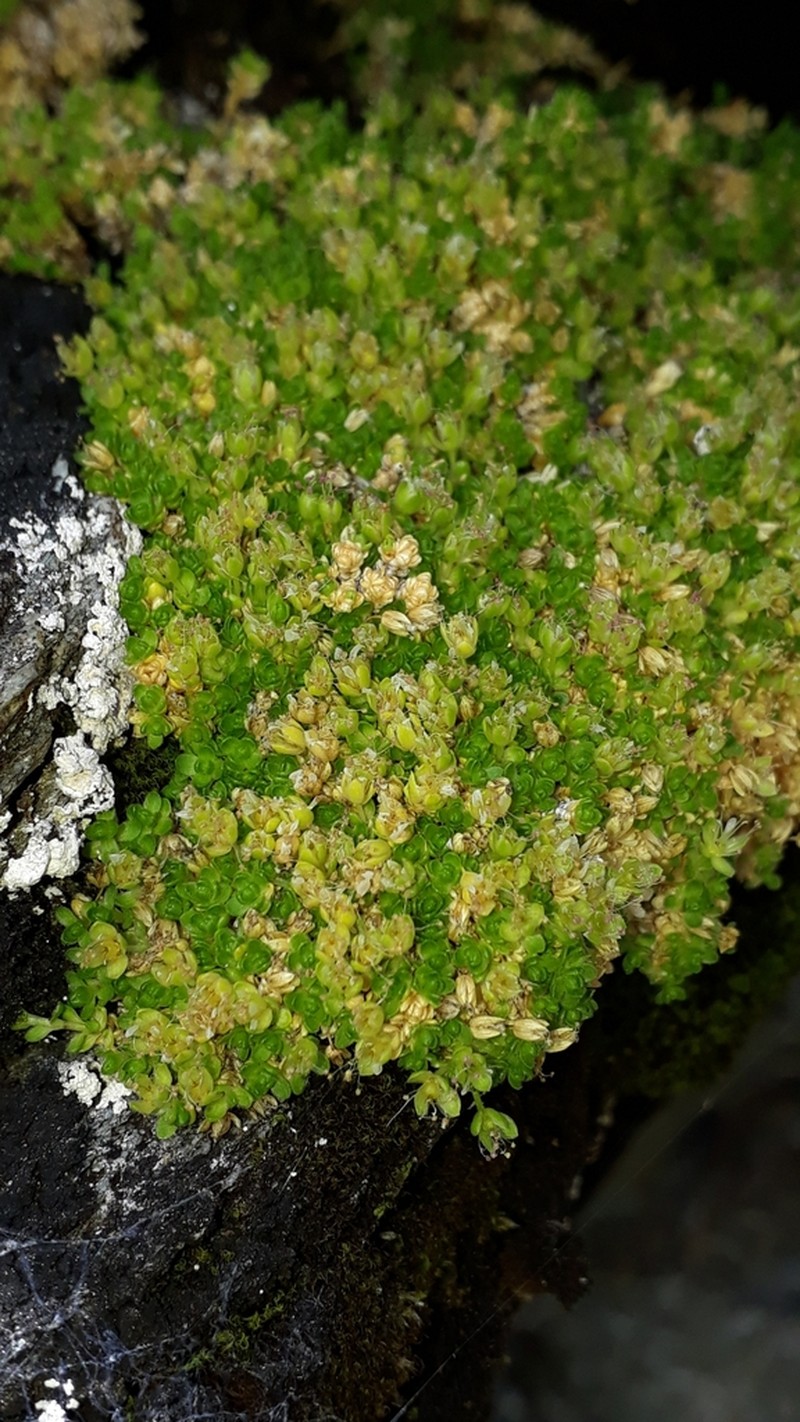 Facchinia herniarioides