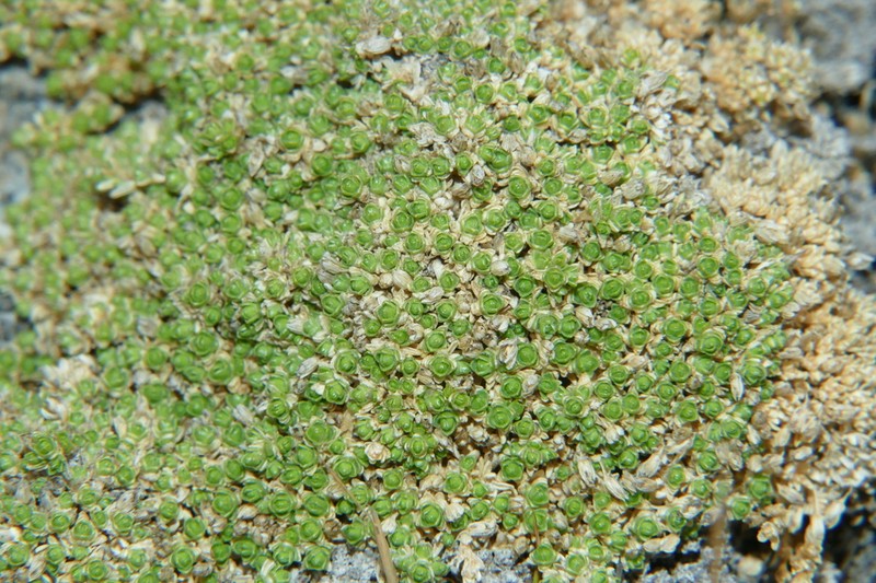 Facchinia herniarioides photo 2