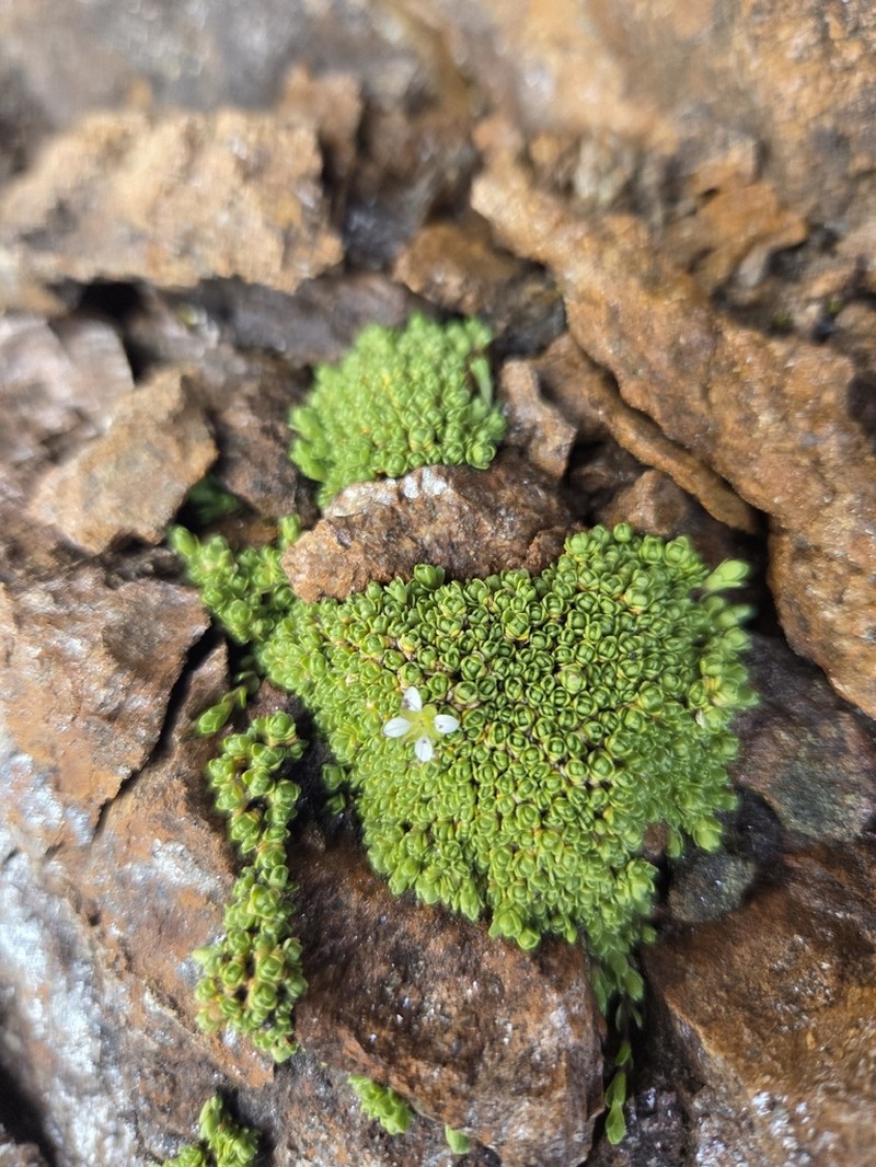 Facchinia herniarioides photo 3