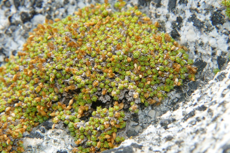 Facchinia herniarioides photo 4