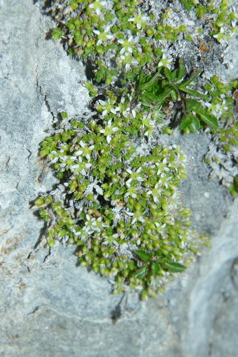 Facchinia herniarioides photo 5