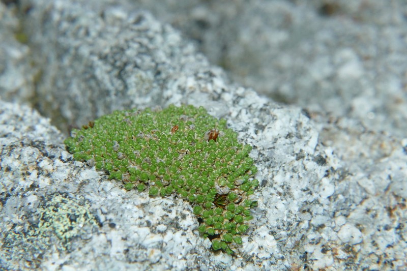 Facchinia herniarioides photo 6