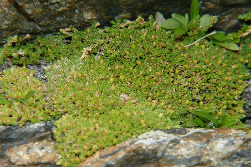 Facchinia herniarioides photo 7