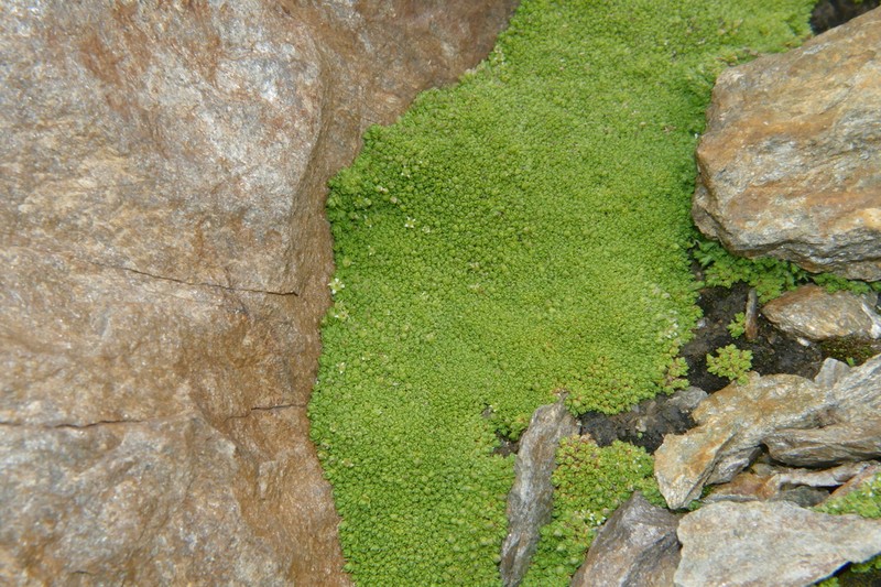 Facchinia herniarioides photo 8