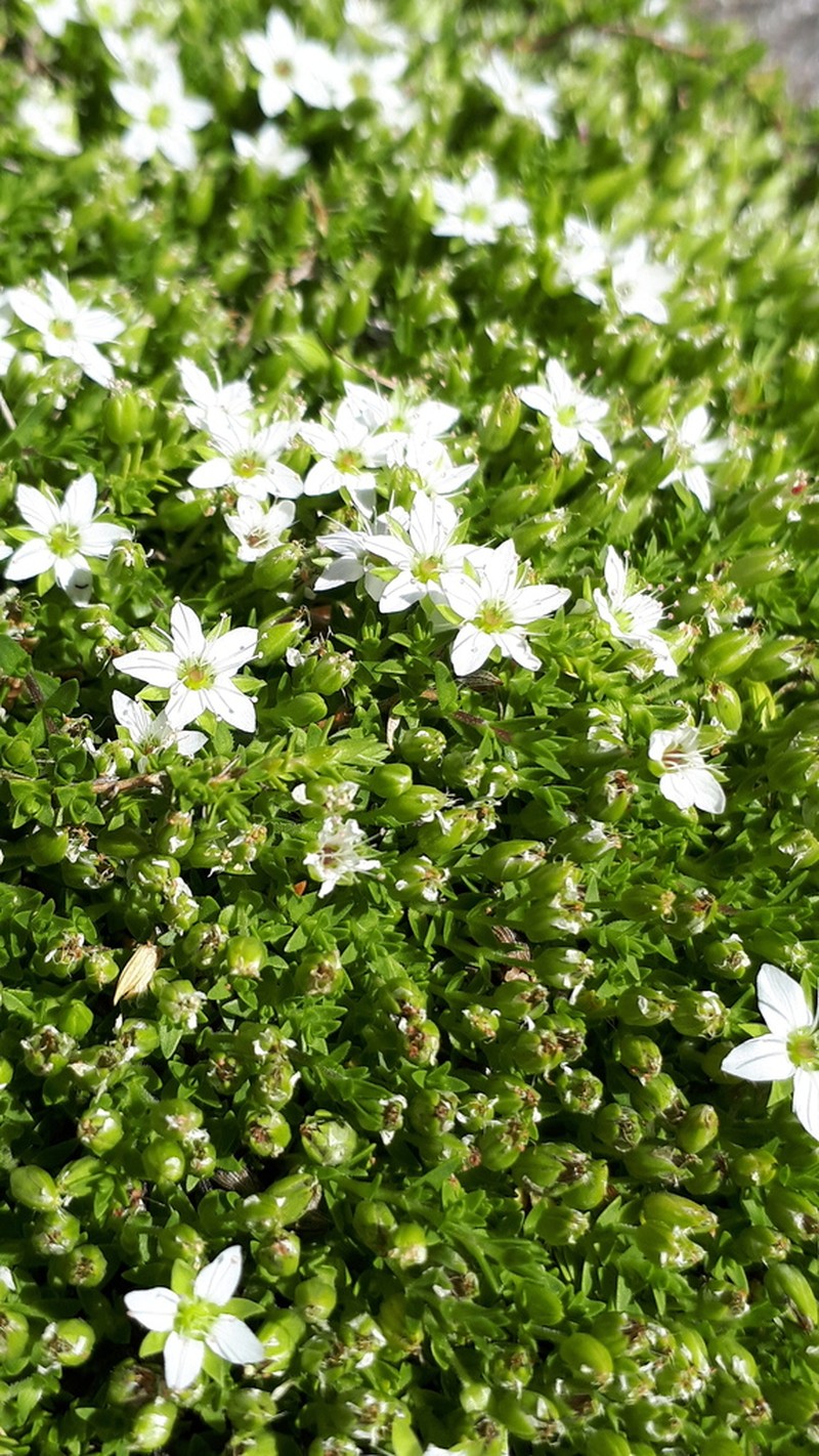 Facchinia rupestris