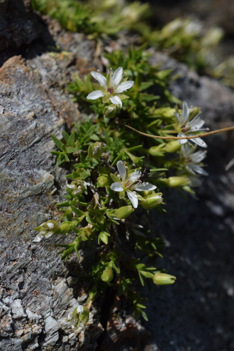 Facchinia rupestris photo 2