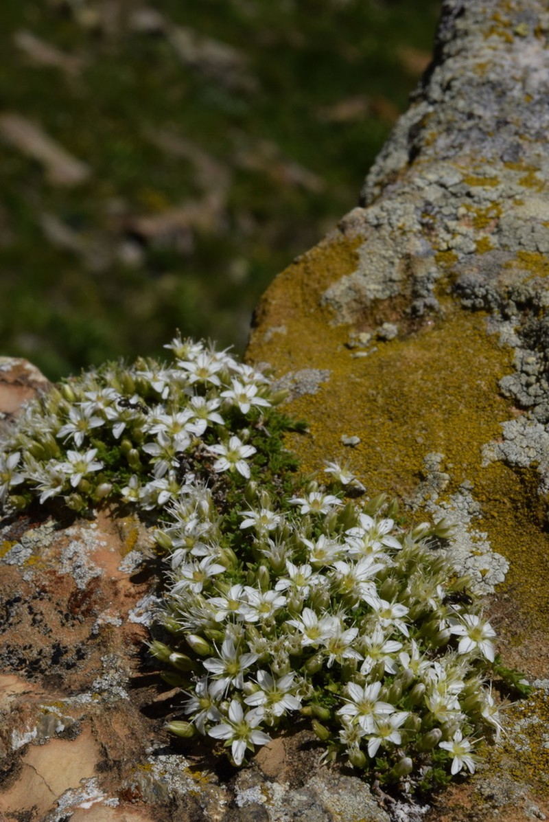 Facchinia rupestris photo 3
