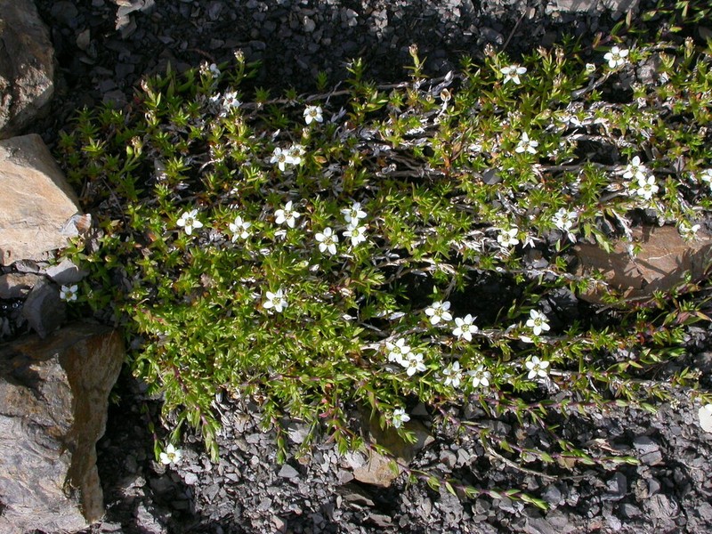 Facchinia rupestris photo 4