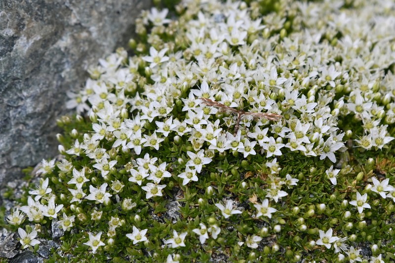 Facchinia rupestris photo 5