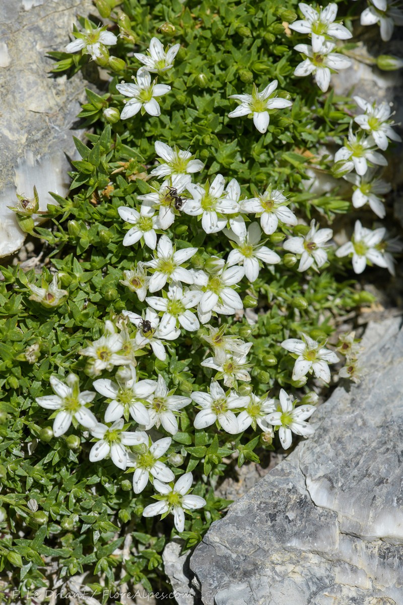 Facchinia rupestris photo 6