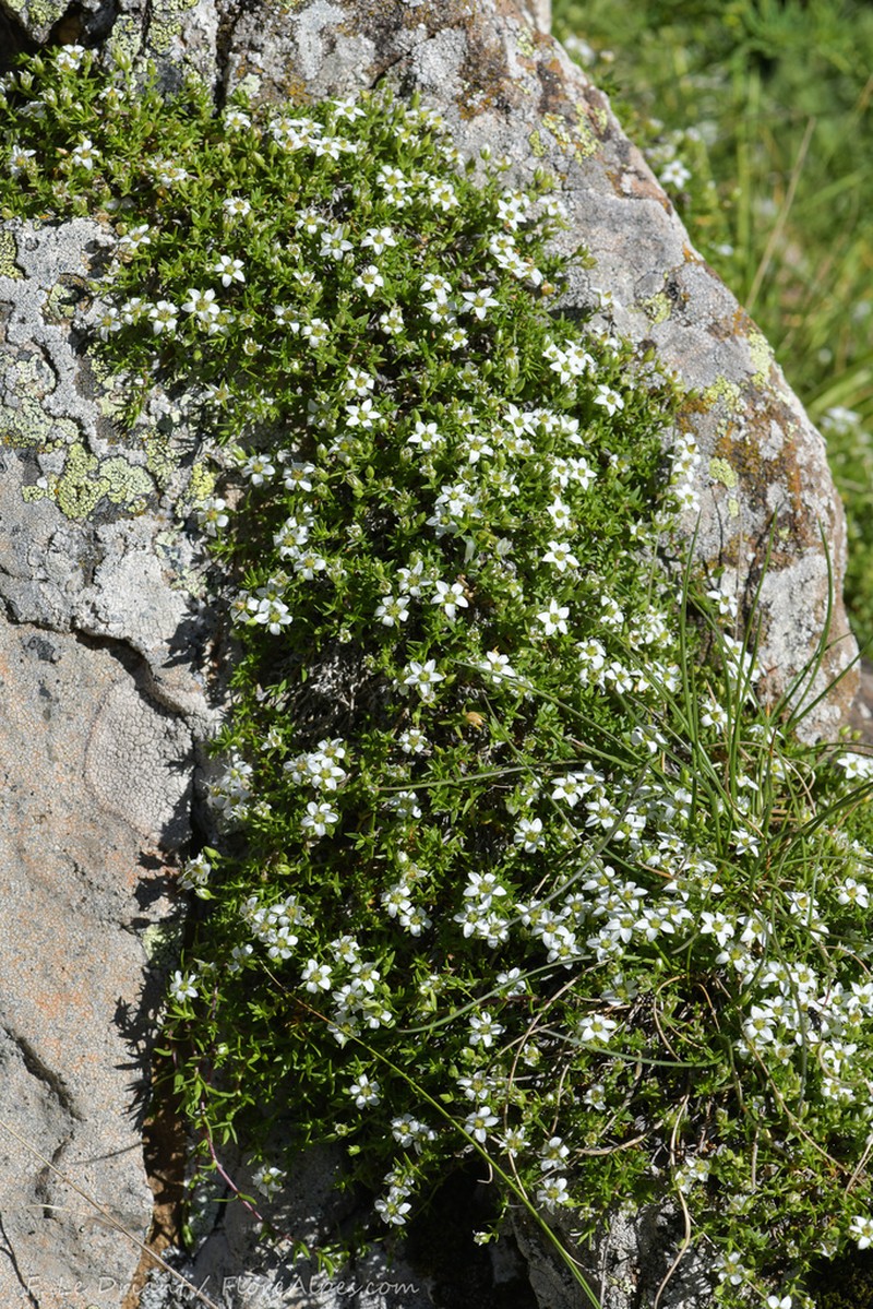 Facchinia rupestris photo 7