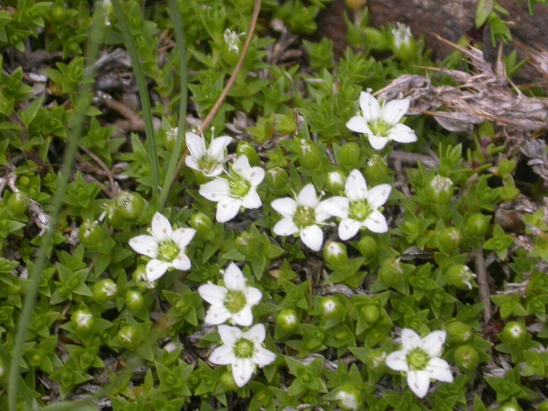 Facchinia rupestris photo 8