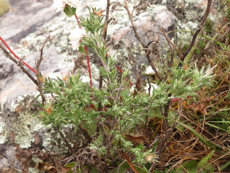 Facelis lasiocarpa