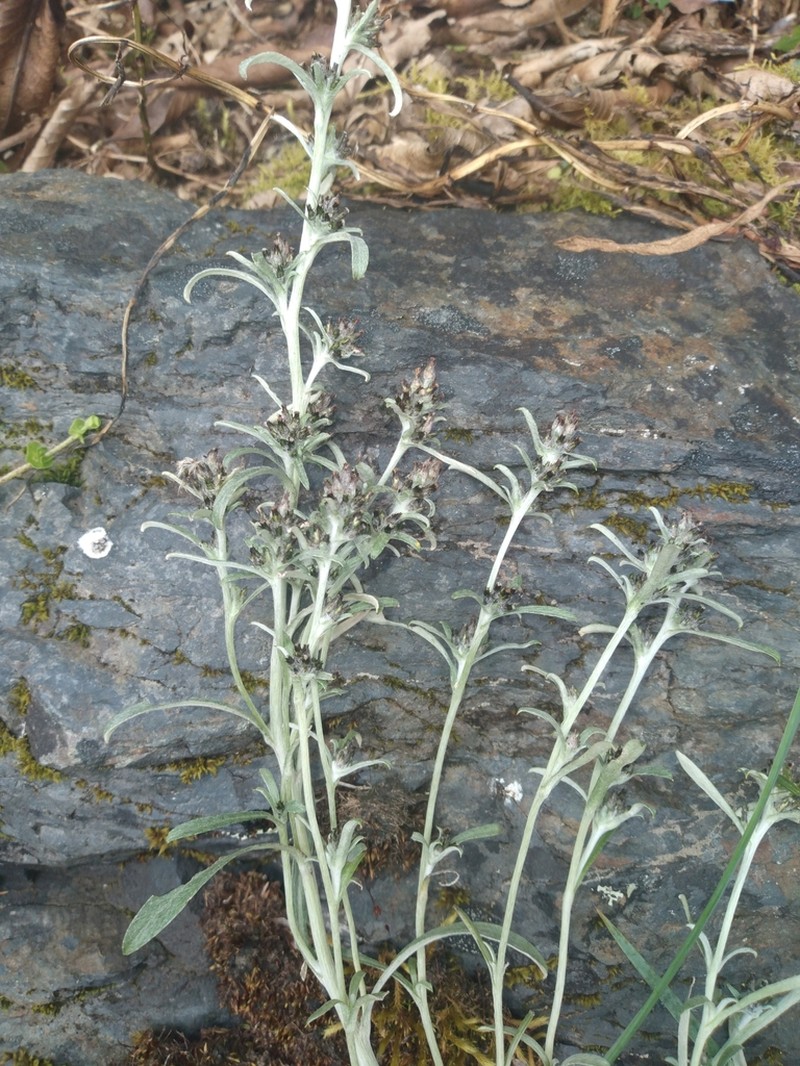 Facelis lasiocarpa photo 2